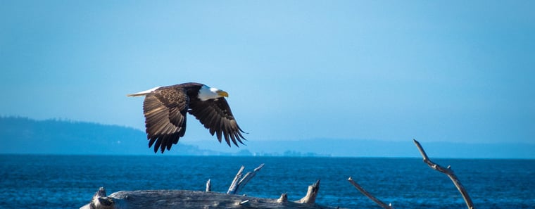 Eagle flying on beach-1